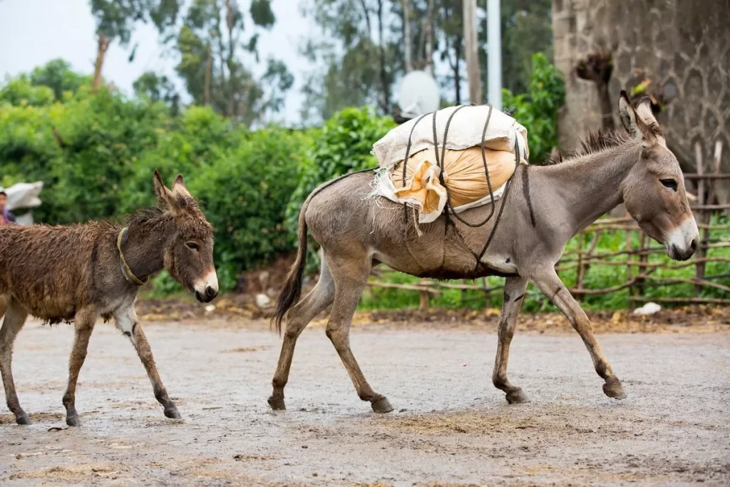 Why Donkeys Make Excellent Pets?
